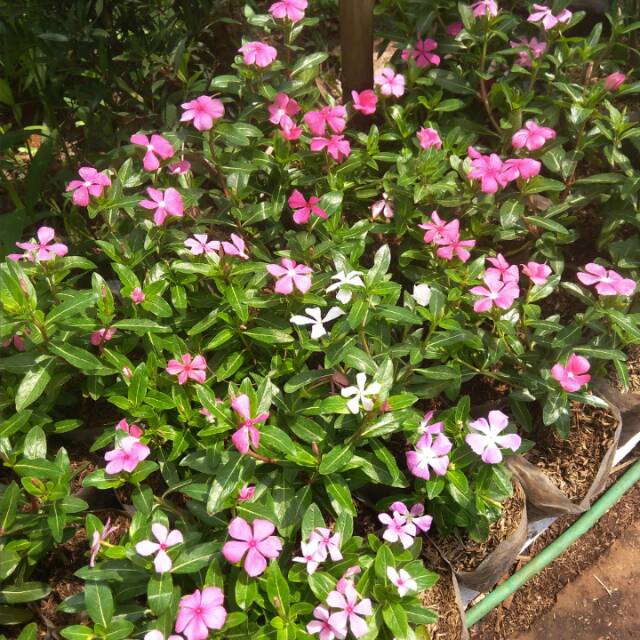 Pohon Bunga Pinka Shopee Indonesia