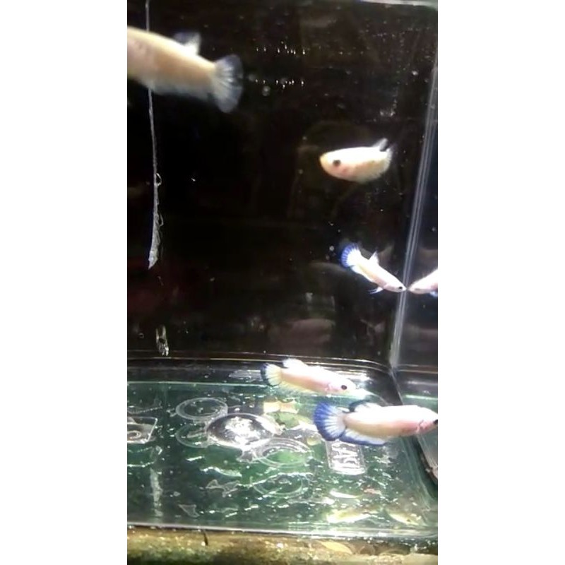 ikan cupang Blue rim bahan