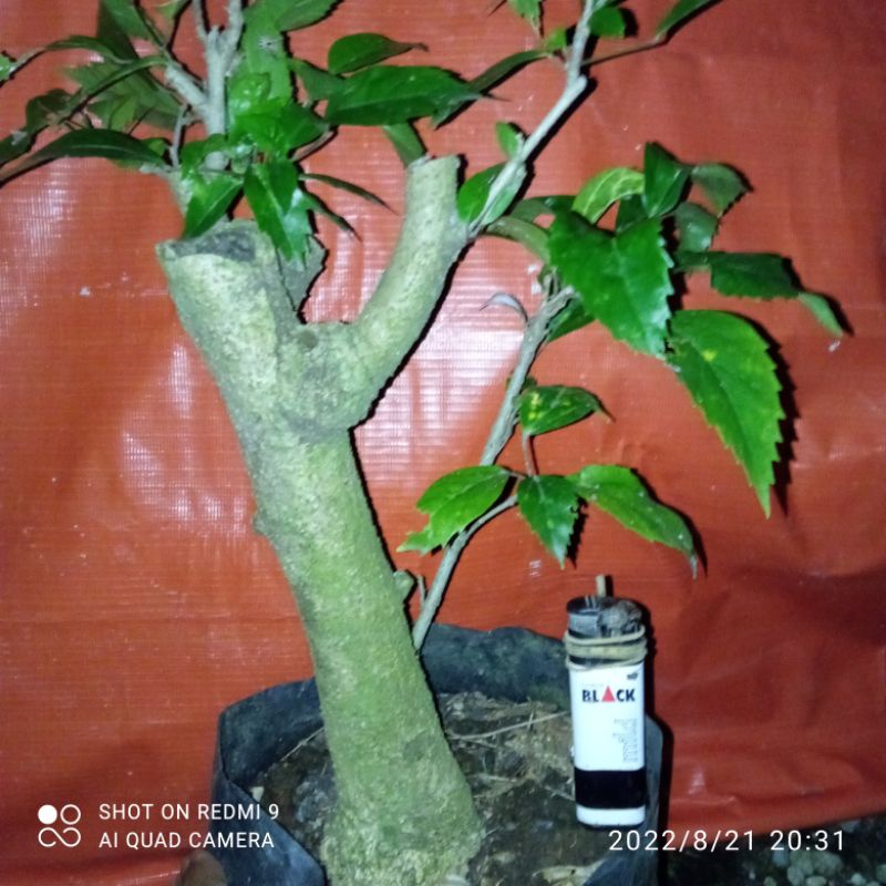 bahan dongkelan bonsai kembang sepatu