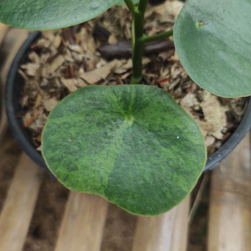 Peperomia Raindrop Variegata
