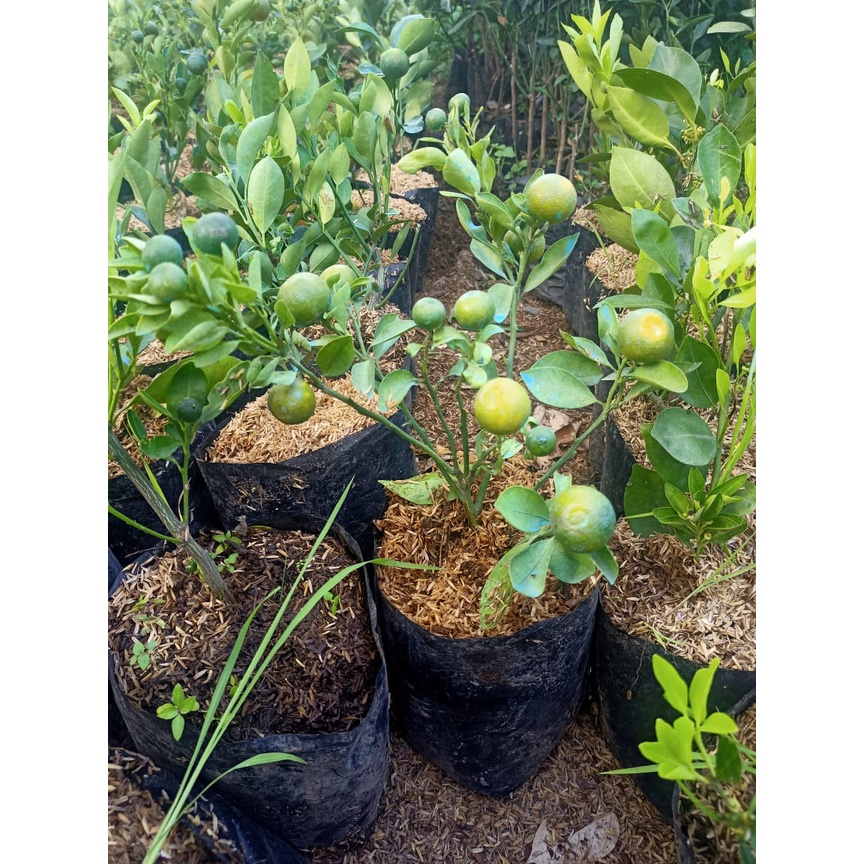 bibit jeruk santang madu murah berbuah