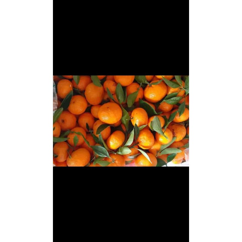 

promo jeruk santang daun