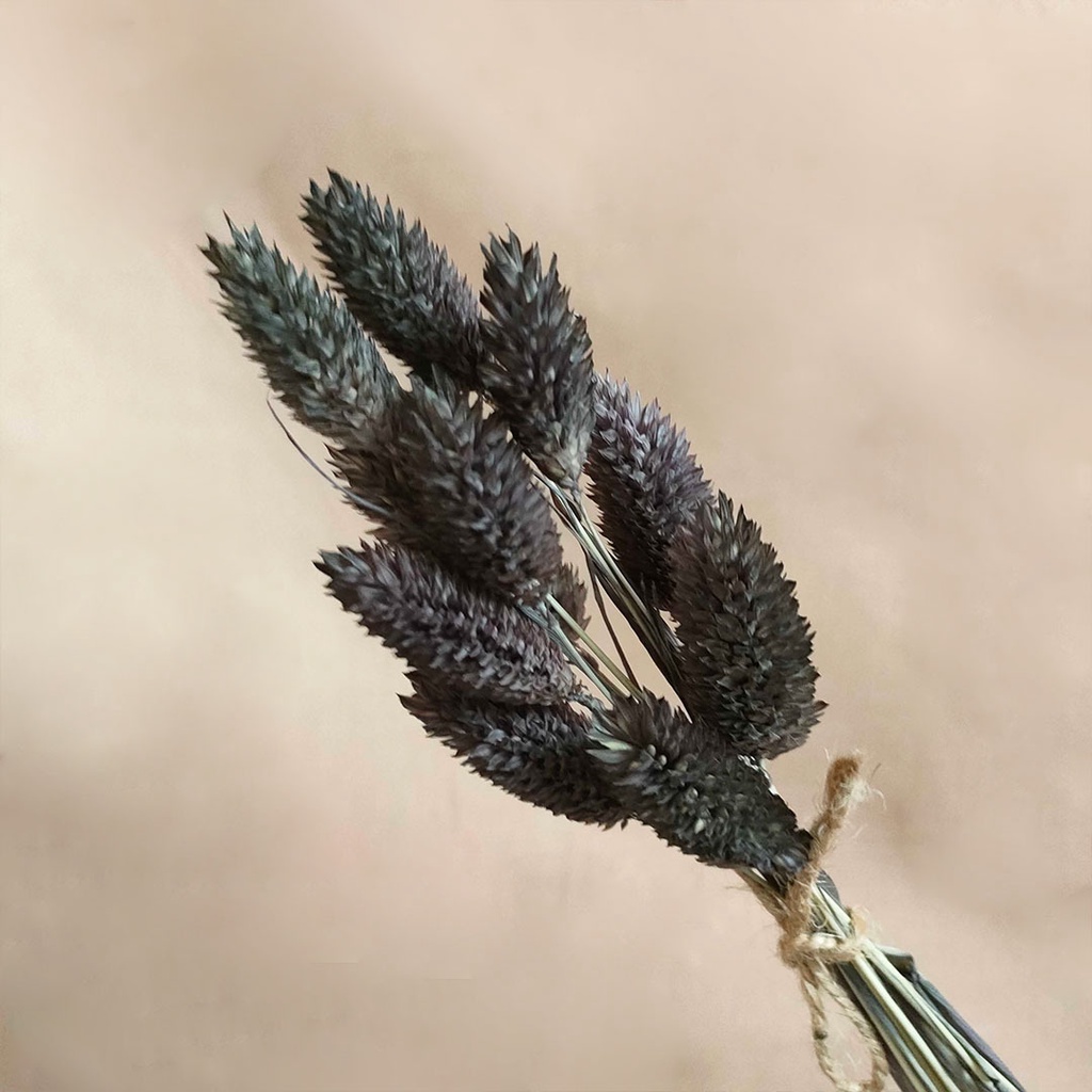 Dried Flower Preserved Phalaris Collor Dekorasi Hias Pajangan