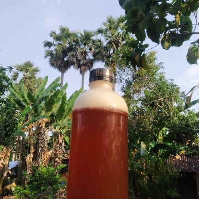 

Juroh paciran asli (Gula jawa cair)
