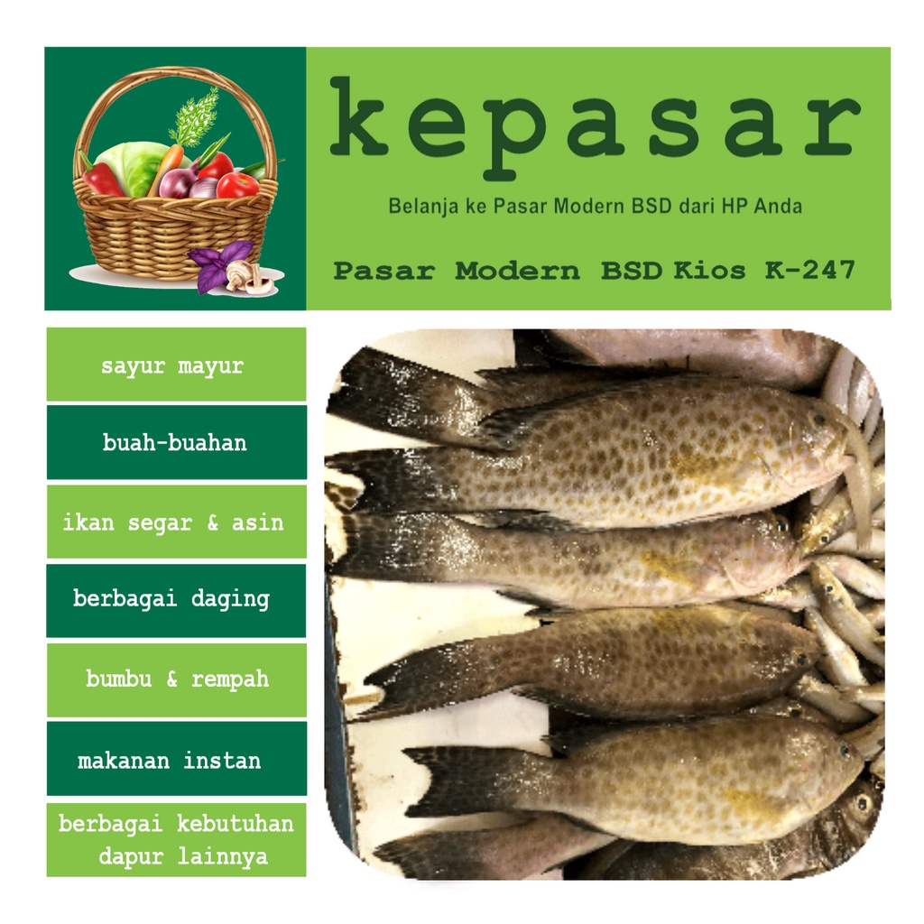 

Ikan Kerapu 500 g