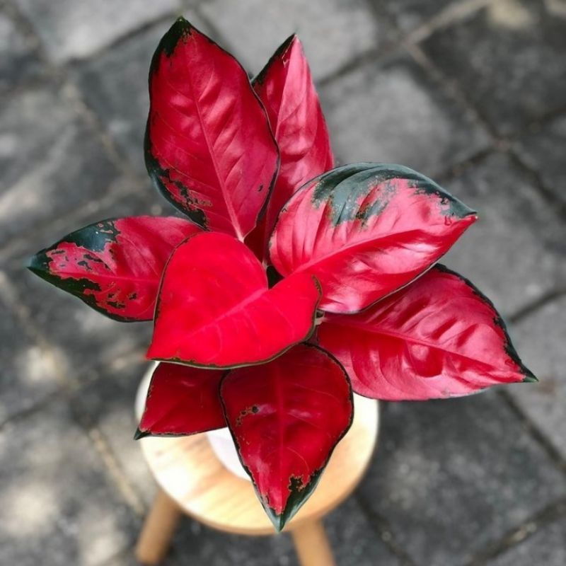 Aglaonema suksom jaipong / Aglonema merah suksom jaipong florist nursery / Aglonema suksom jaipong (
