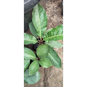 jemani mangkok lemon