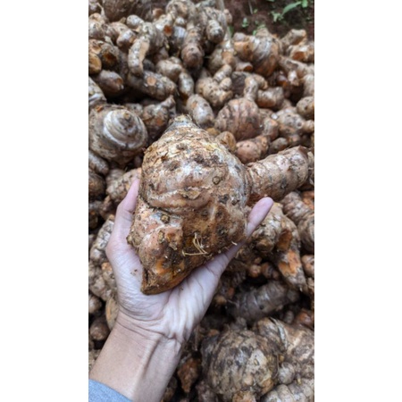 

1 kg temulawak segar temulawak original berat 1 KG | cheapest ginger weighs 1 KG