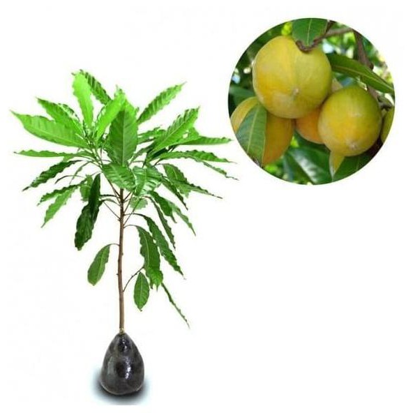 Promo Tanaman Buah Abiu