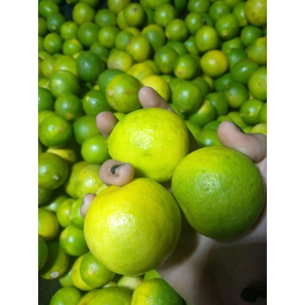 JERUK LEMON LOKAL 1KG