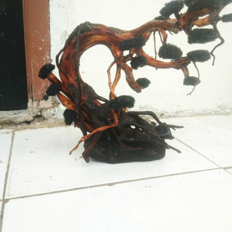 bonsai doyong aquascape