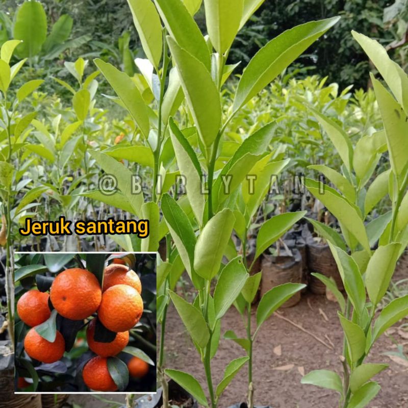 

jeruk santang