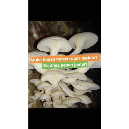 

Jamur tiram