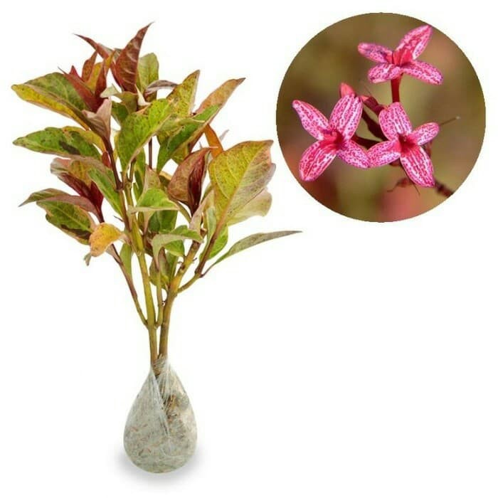 tanaman melati jepang merah