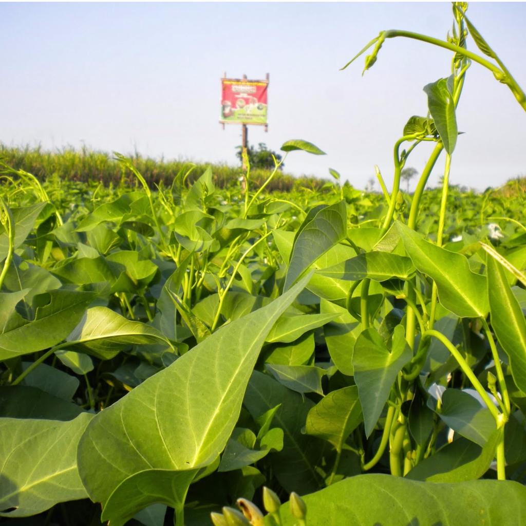 (isi 30) Benih KANGKUNG Rambat - Biji Bibit Sayur