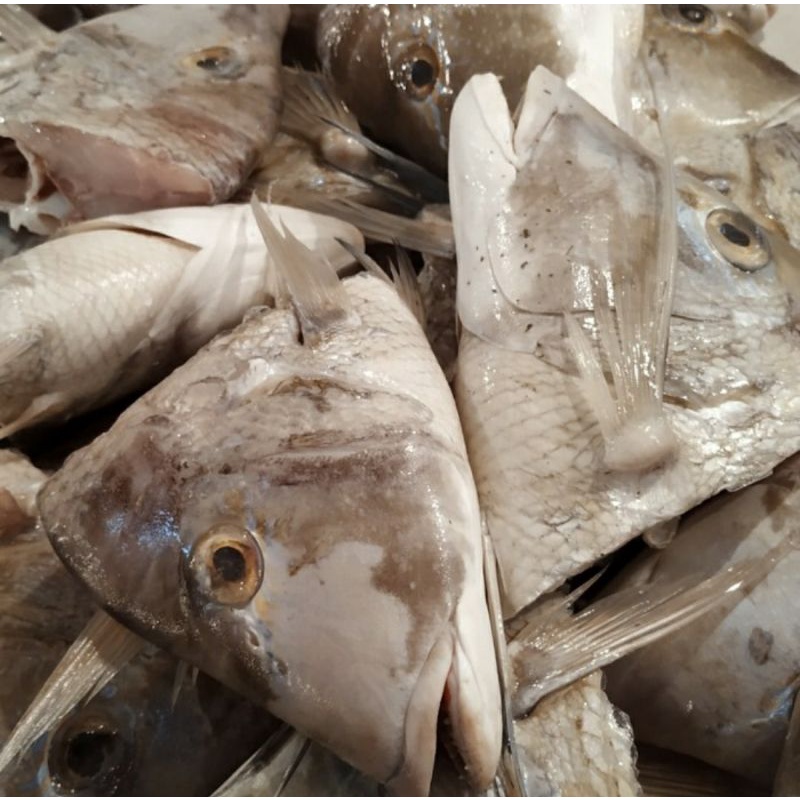 

Kepala Ikan Kakap Putih Fresh 1.0kg