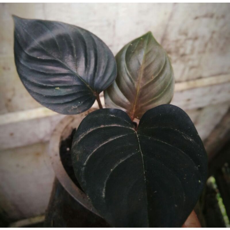 homalomena black orijinal