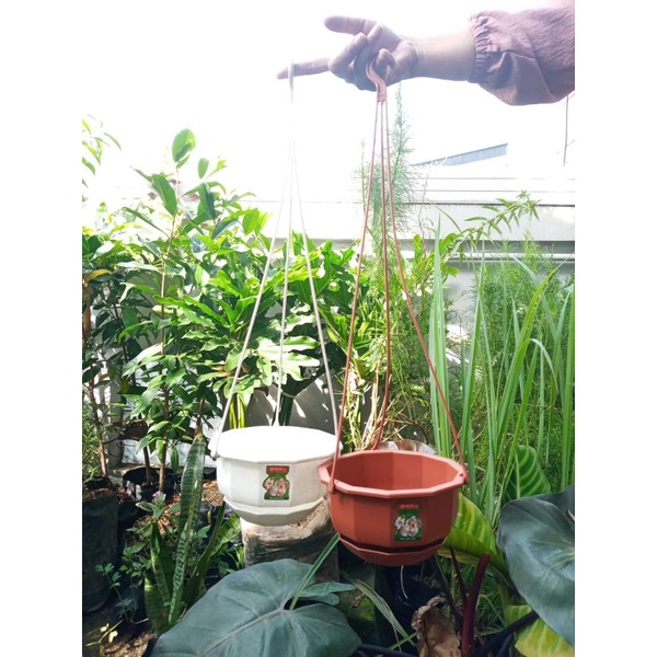 Pot gantung lion star 5, pot gantung putih cantik - merah