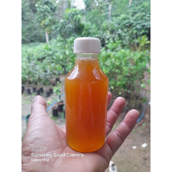 

Madu klanceng murni