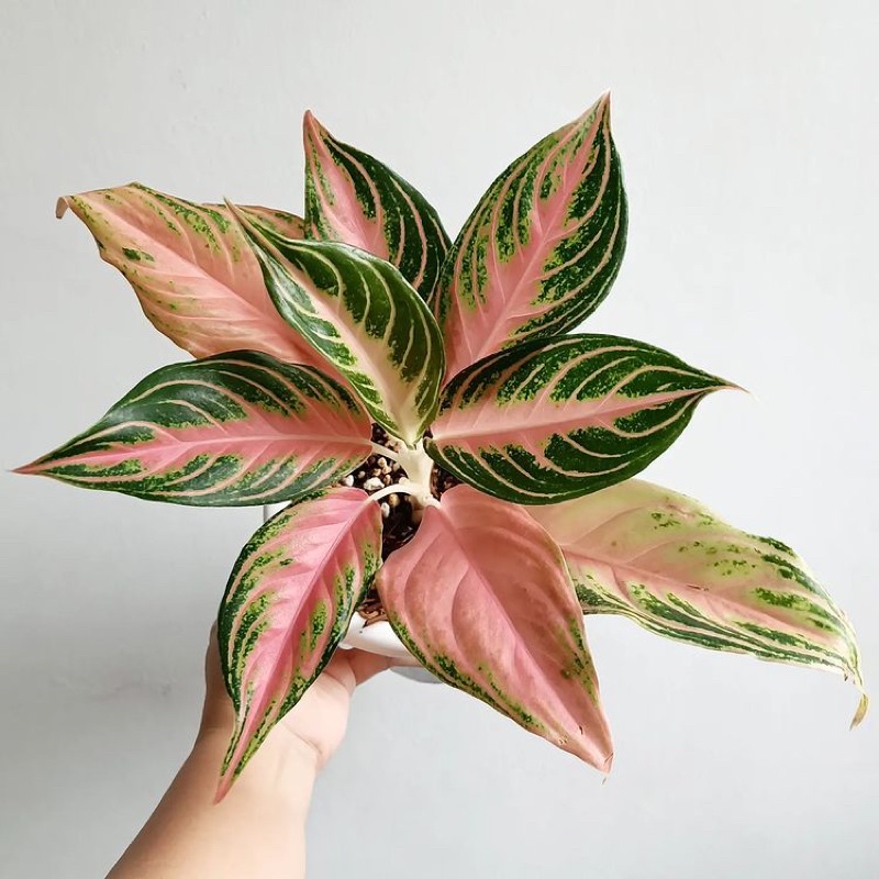 Tanaman Tias Aglonema Butterflay - Bunga Aglonema - Aglonema Hidup - tanaman hias hidup - bunga hias