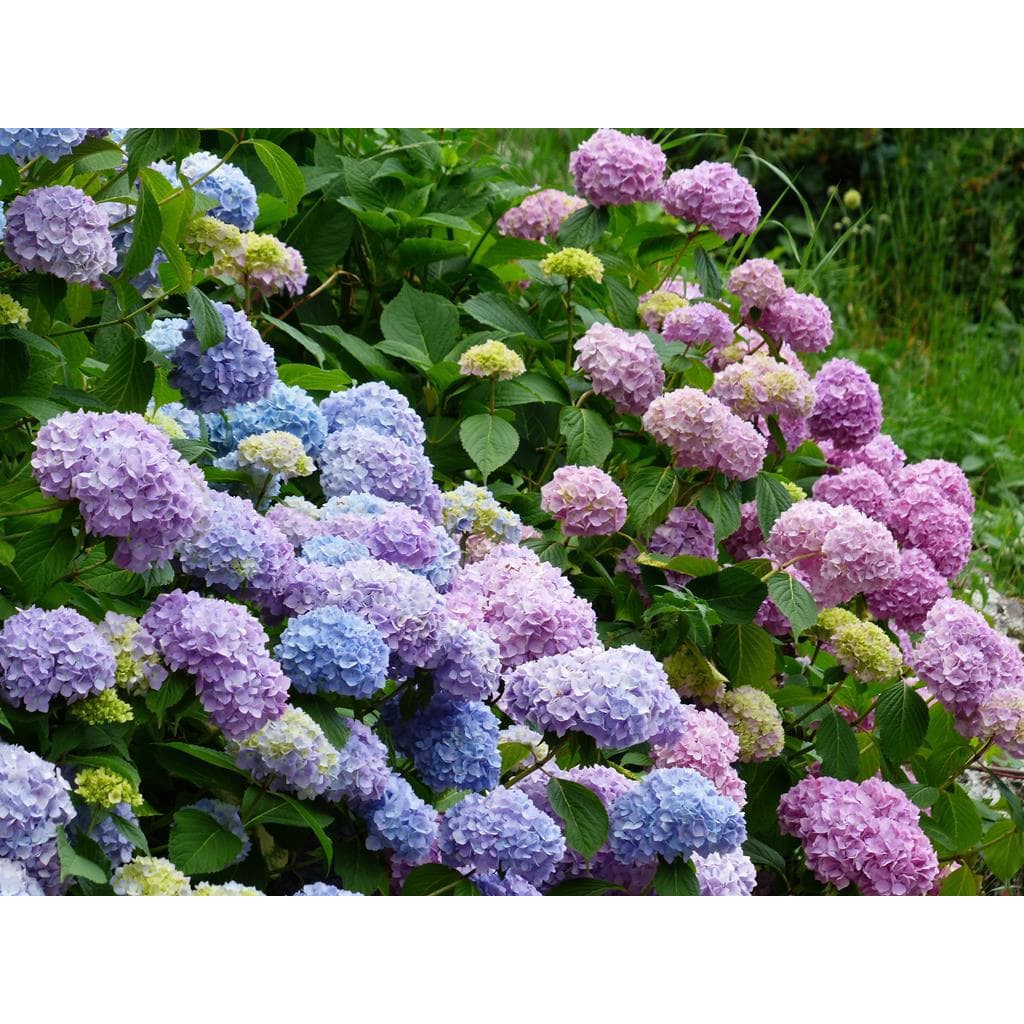 Bibit Tanaman Hias Bunga Hortensia Biru Lokal/Pancawarna/Rotansia