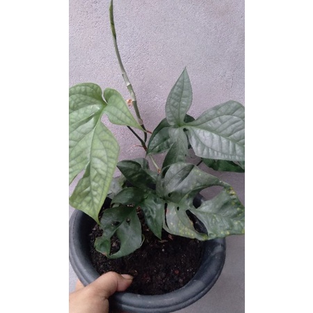 Amydrium medium silver