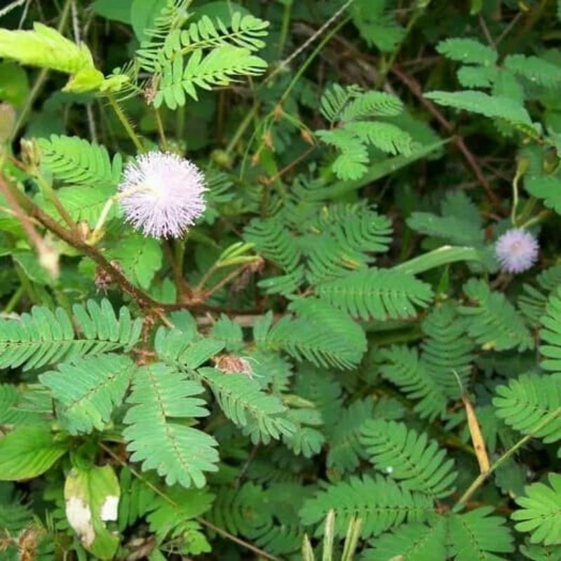 

DAUN PUTRI MALU SEGAR 250gr