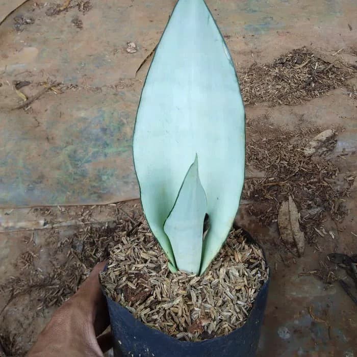 bibit tanaman hias sansevieria moon shine - sansivieria moon shine