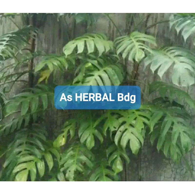 

Daun ekor naga segar 1 kg petik langsung-az