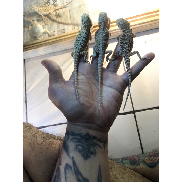 bearded dragon BABY het hypo minus tipis murah