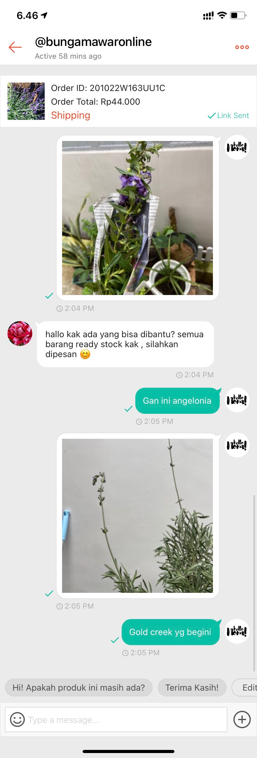 Tanaman Lavender Asli Anti Nyamuk