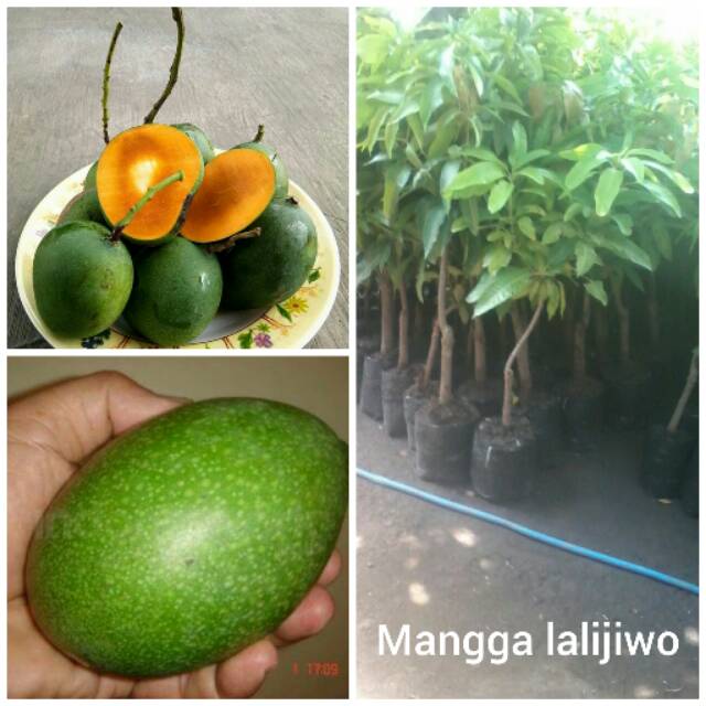 Bibit mangga lalijiwo