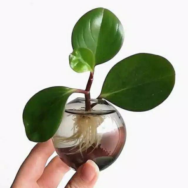 Peperomia hijau-teplan jade plant