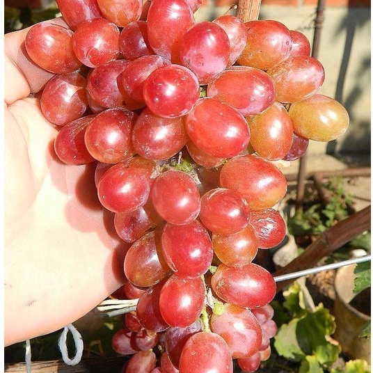 

Anggur Crimson Seedless [ 1kg ] Fresh Grape Fruit Tanpa Biji Buah Bandung
