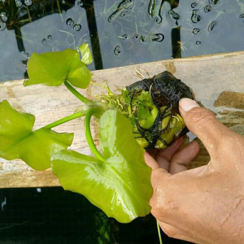 water lily tanaman aquascape
