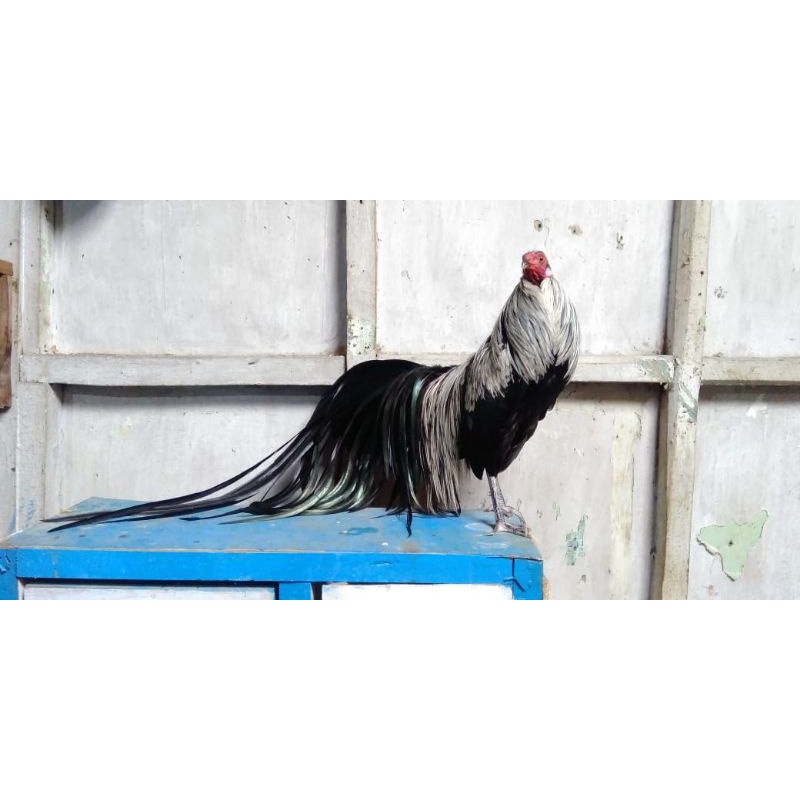 Onagadori - Ayam Ekor Panjang Anakan Ori Berkualitas .