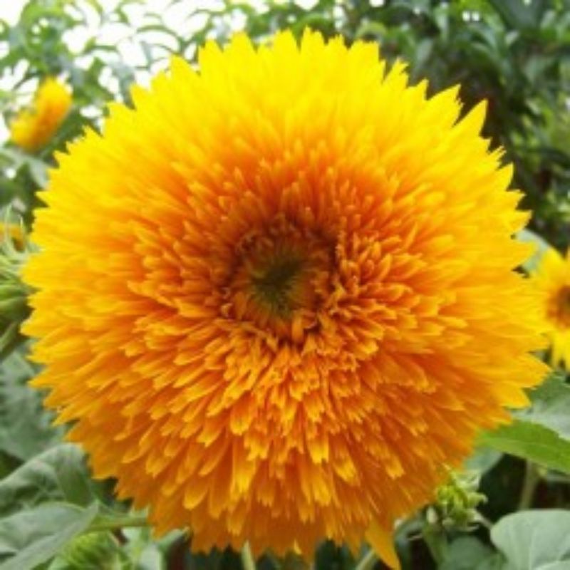 benih BUNGA MATAHARI / SUNFLOWER DWARF SUNGOLD / matahari teddy bear isi 1 biji