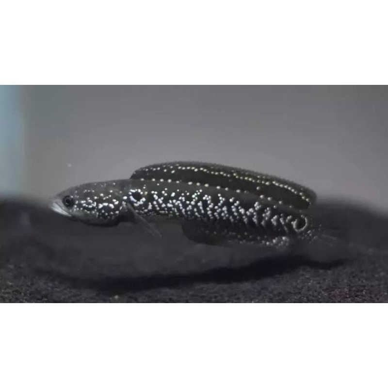 Asiatica White Spot 3-5cm