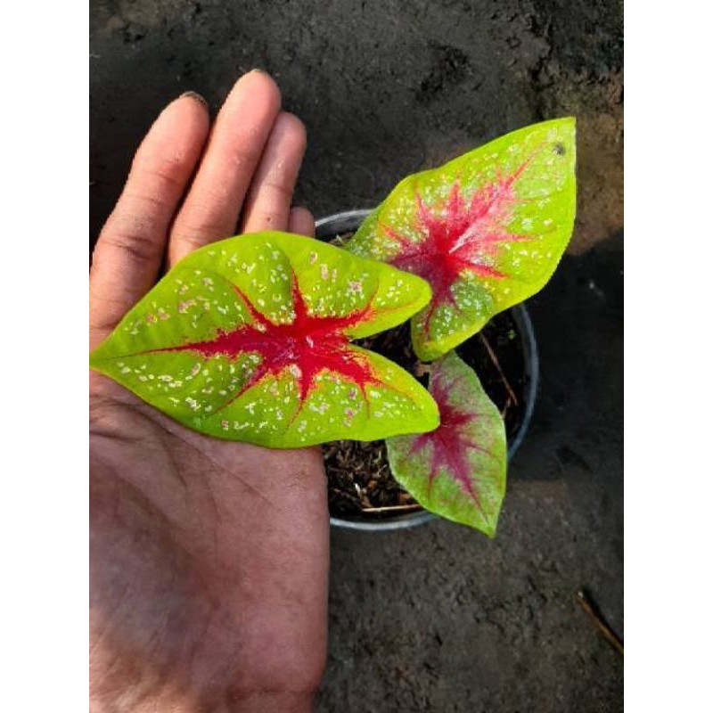 umbi tears of the sun