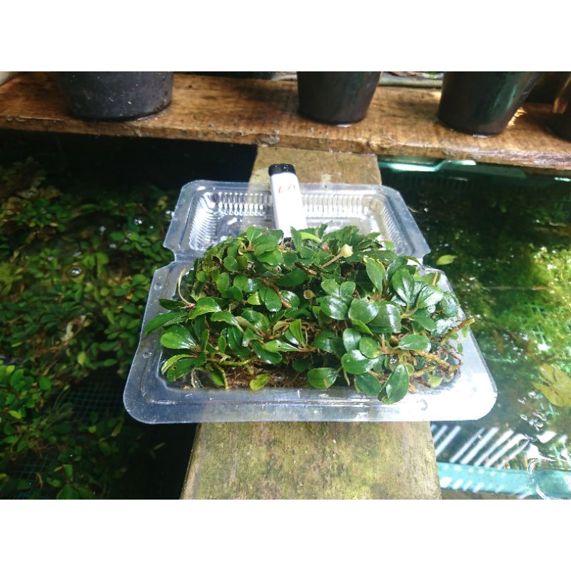 Bucephalandra mini koin clump