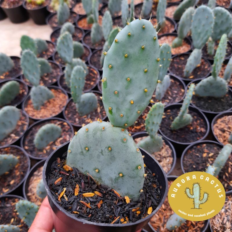 KAKTUS / SUKULEN  Opuntia robusta