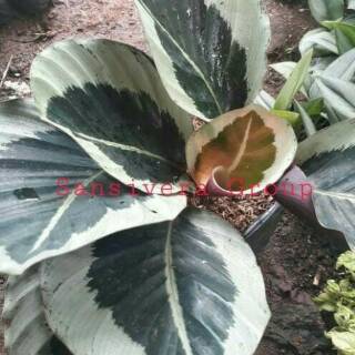 Tanaman Calathea Marion Import Kalatea Unik Dan Langka Tanaman Calathea Marion Import Kalatea Unik Dan Langka