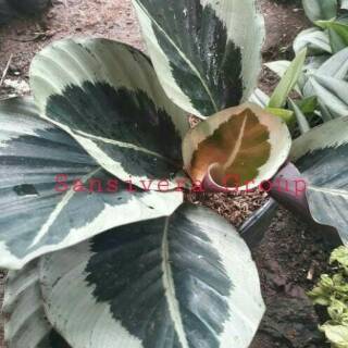 Tanaman Calathea  Marion Import Kalatea Unik Dan Langka  