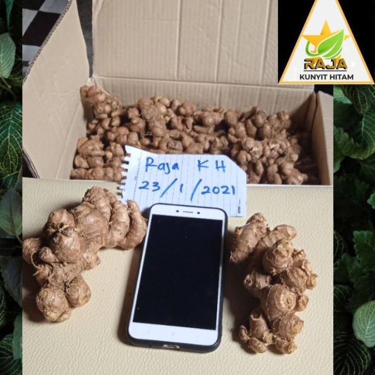 

Koleksi bulan ini kunyit hitam (kaempferia parviflora) 100grY55J09