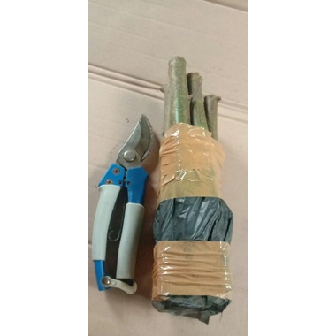 Bibit Bahan Bonsai Loa (cutting batangan bahan bonsai loa)