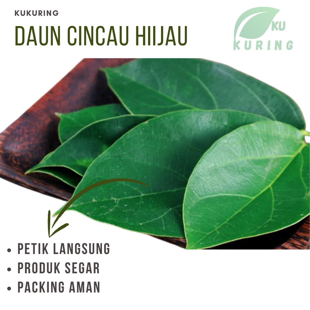 Daun Cincau Segar 1 kg | Basah Siap Pakai