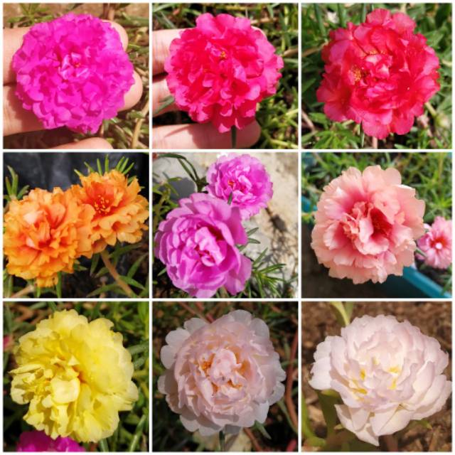 Stek Mossrose Portulaca Lokal  Bunga Krokot Lokal  tolong 