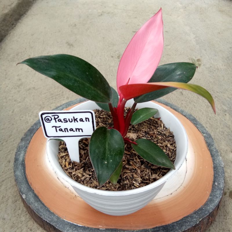 tanaman hias philo pink (sudah ada daun pink nya