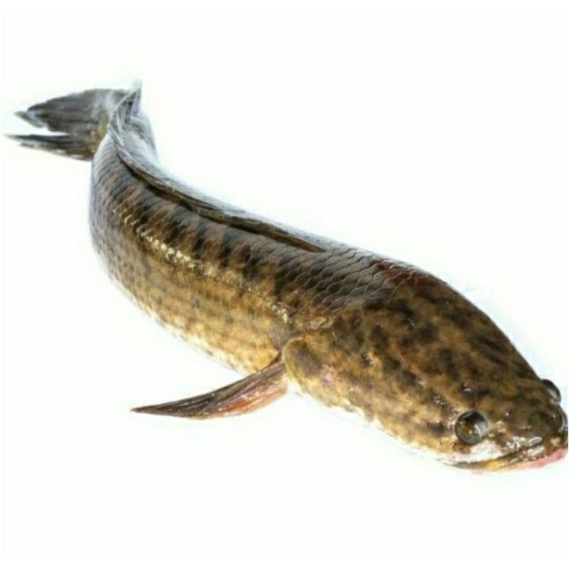 Ikan Haruan