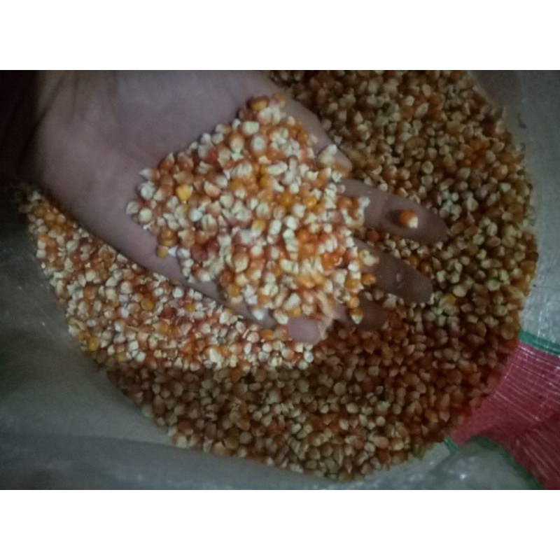 jagung kristal lancip / jagung super